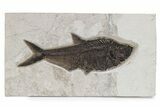 Incredible Fossil Fish (Diplomystus) - Wyoming #342485-1